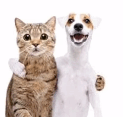 一只狗狗搂着猫咪